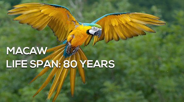 2-surprising-animals-live-longer-than-humans