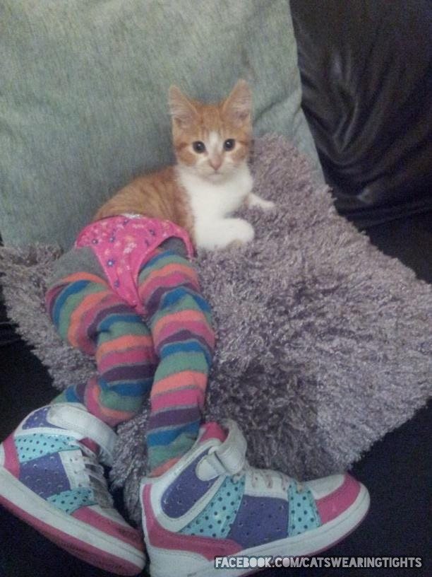 3-are-cats-in-thighs-the-latest-trend