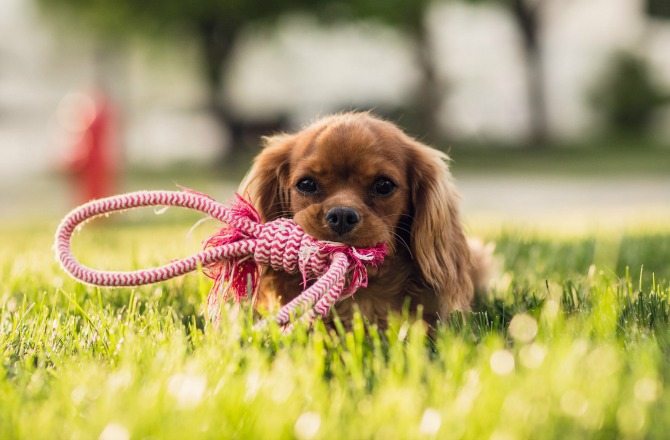 3-prevent-dog-diabetes-tips