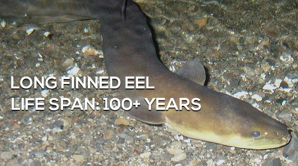 3-surprising-animals-live-longer-than-humans