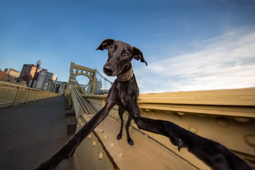 4-dog-best-selfies-cutest