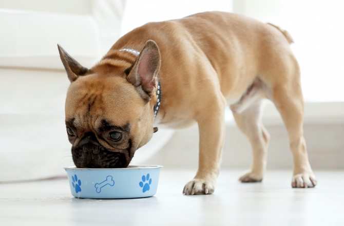 4-prevent-dog-diabetes-tips