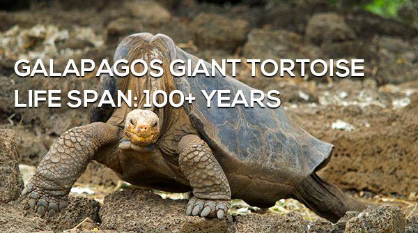 4-surprising-animals-live-longer-than-humans