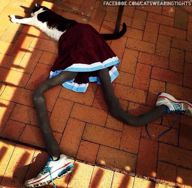 5-are-cats-in-thighs-the-latest-trend