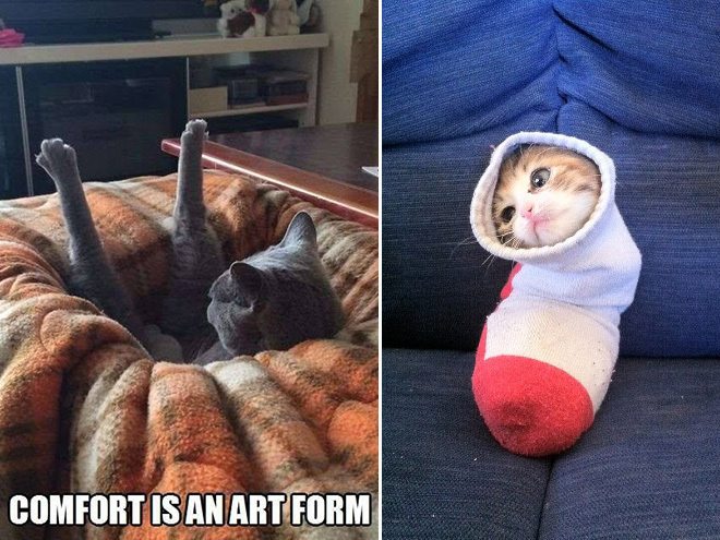 5-pets-that-simply-hate-comfort