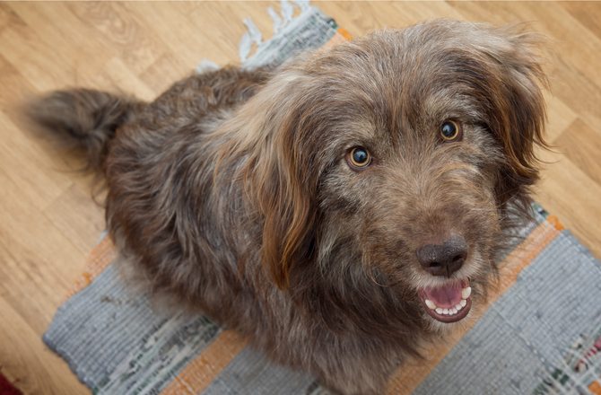 5-prevent-dog-diabetes-tips