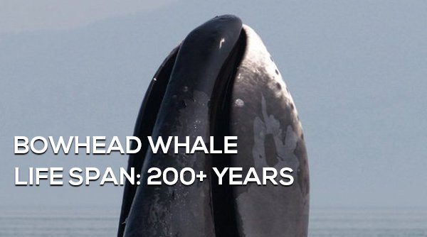 5-surprising-animals-live-longer-than-humans