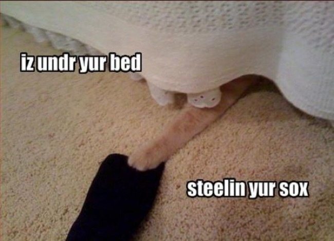 6-cat-thieves-intruders