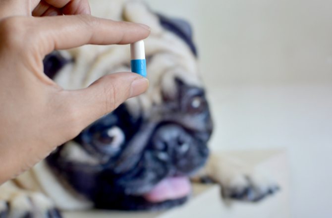 6-how-to-get-your-pet-ready-for-winter