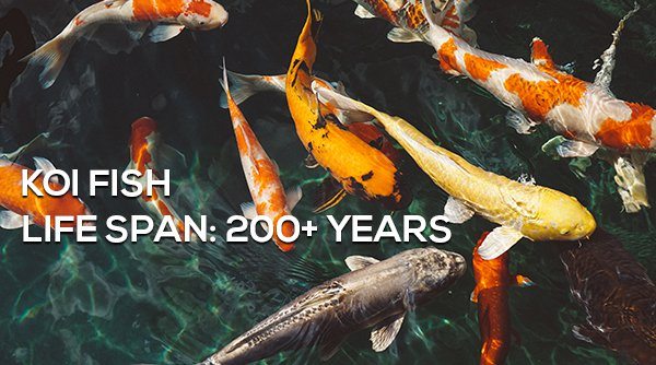 6-surprising-animals-live-longer-than-humans