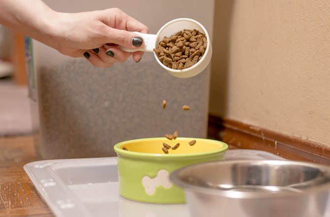 7-how-to-get-your-pet-ready-for-winter