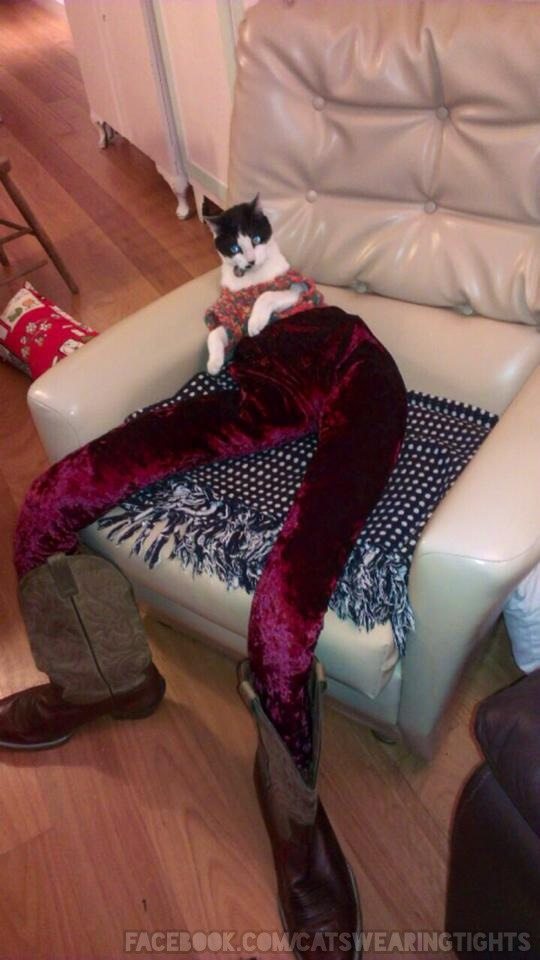 8-are-cats-in-thighs-the-latest-trend