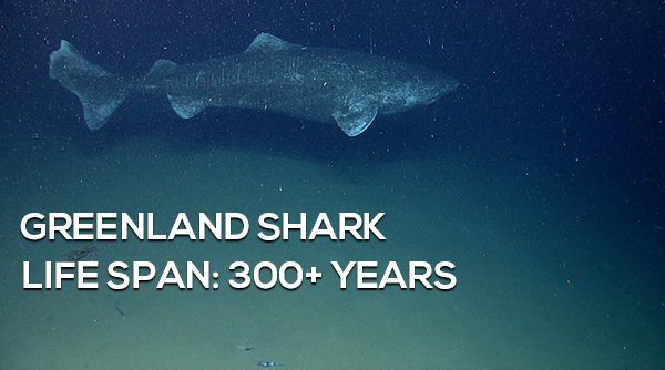 8-surprising-animals-live-longer-than-humans