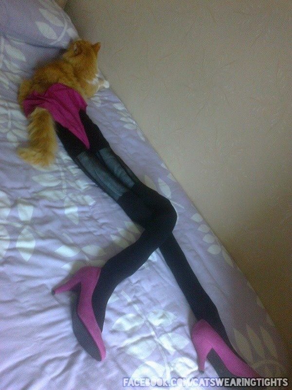 9-are-cats-in-thighs-the-latest-trend