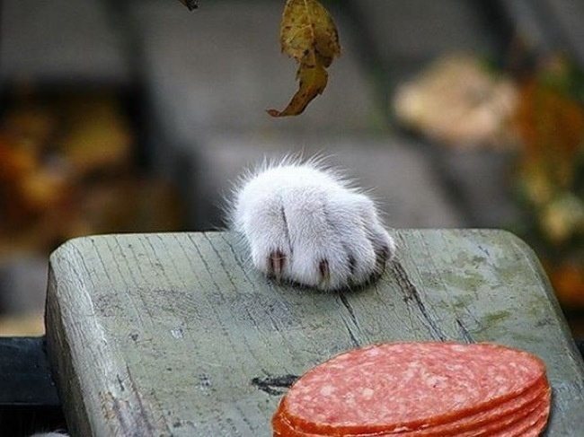 9-cat-thieves-intruders