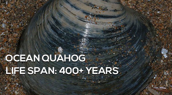 9-surprising-animals-live-longer-than-humans