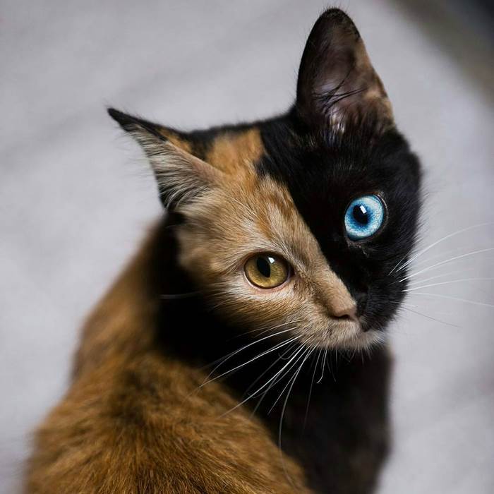 chimera-cat-4