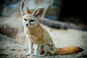 fennec-fox
