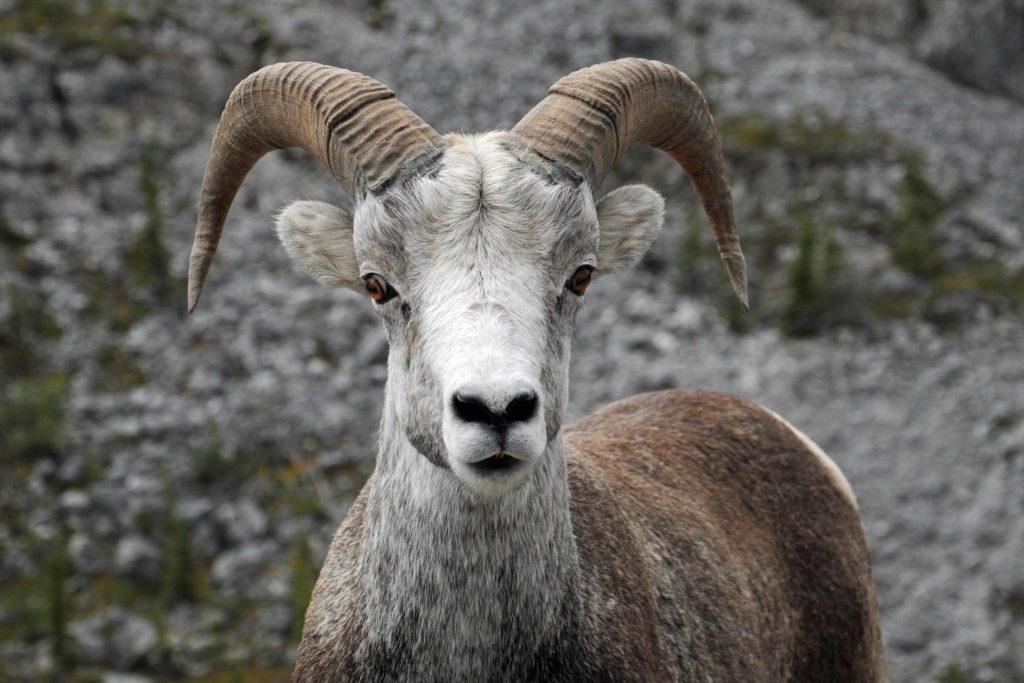 interesting-facts-about-goats