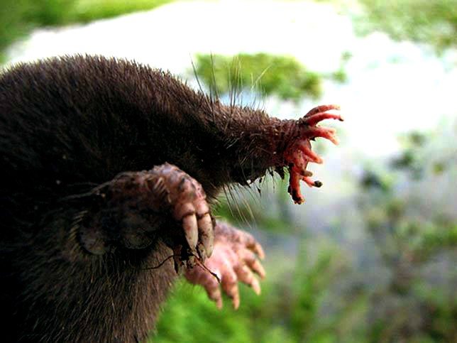 star-nosed-mole-2