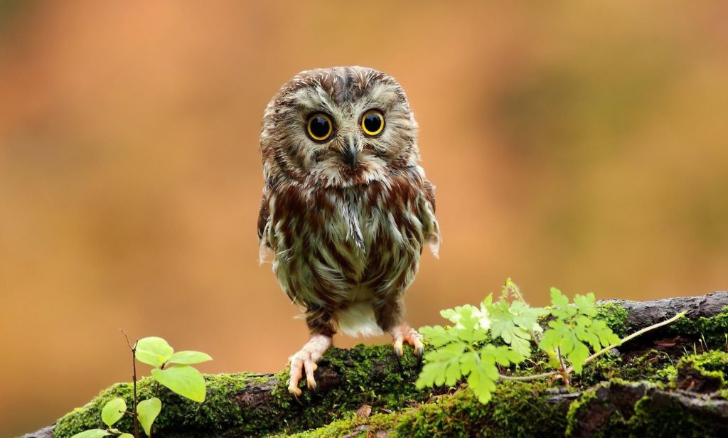 cute-owl