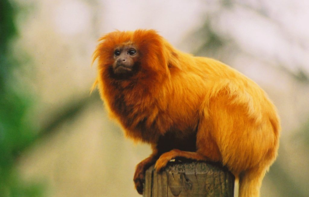 Brazil-Golden-Monkey-2