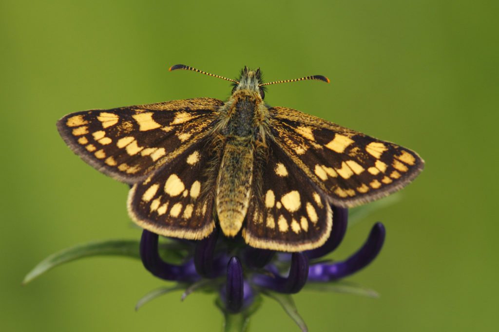 Chequered-skipper