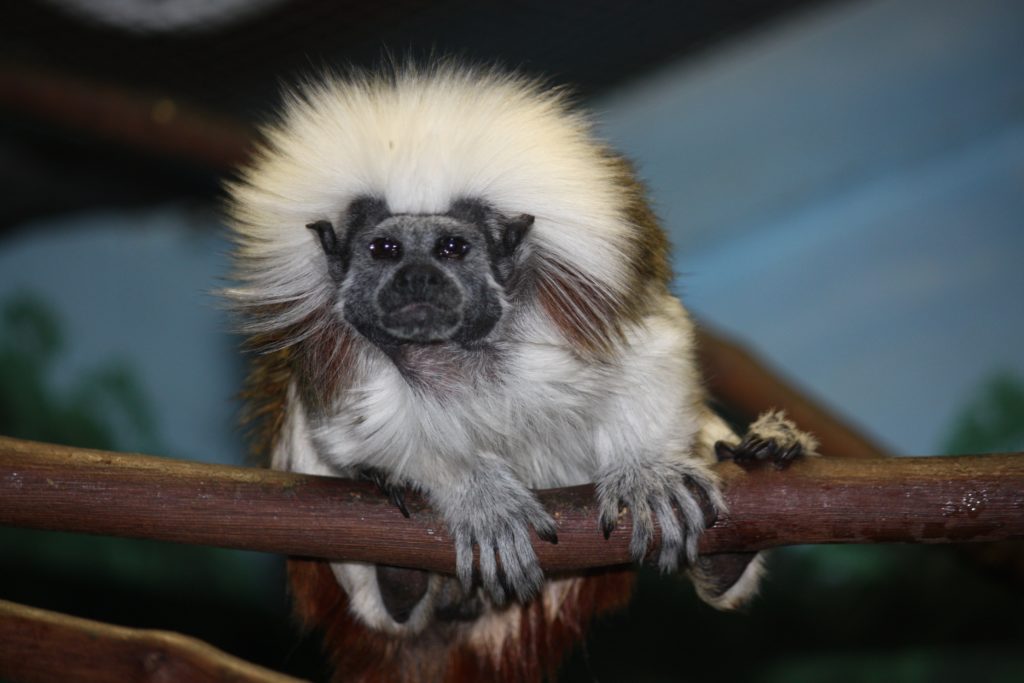Cottontop-Tamarin