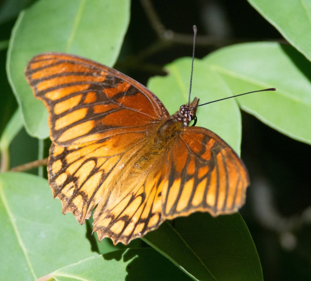 Silverspot-Butterfly