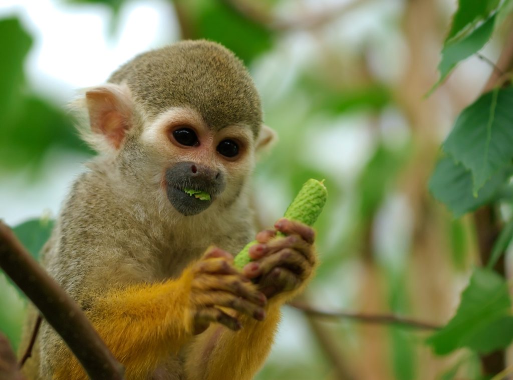 Squirrel-Monkey-Eating