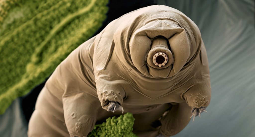 Tardigrade