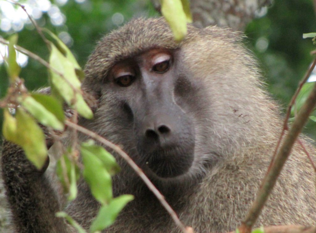 Yellow-Baboon