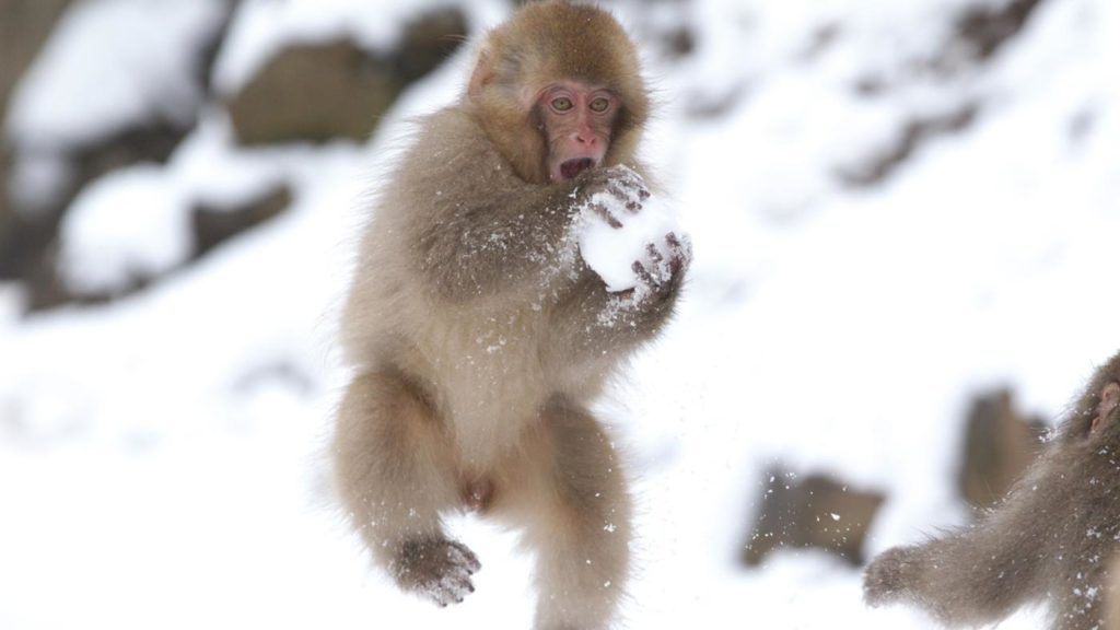 baby-japanese-macaques-make-snowballs