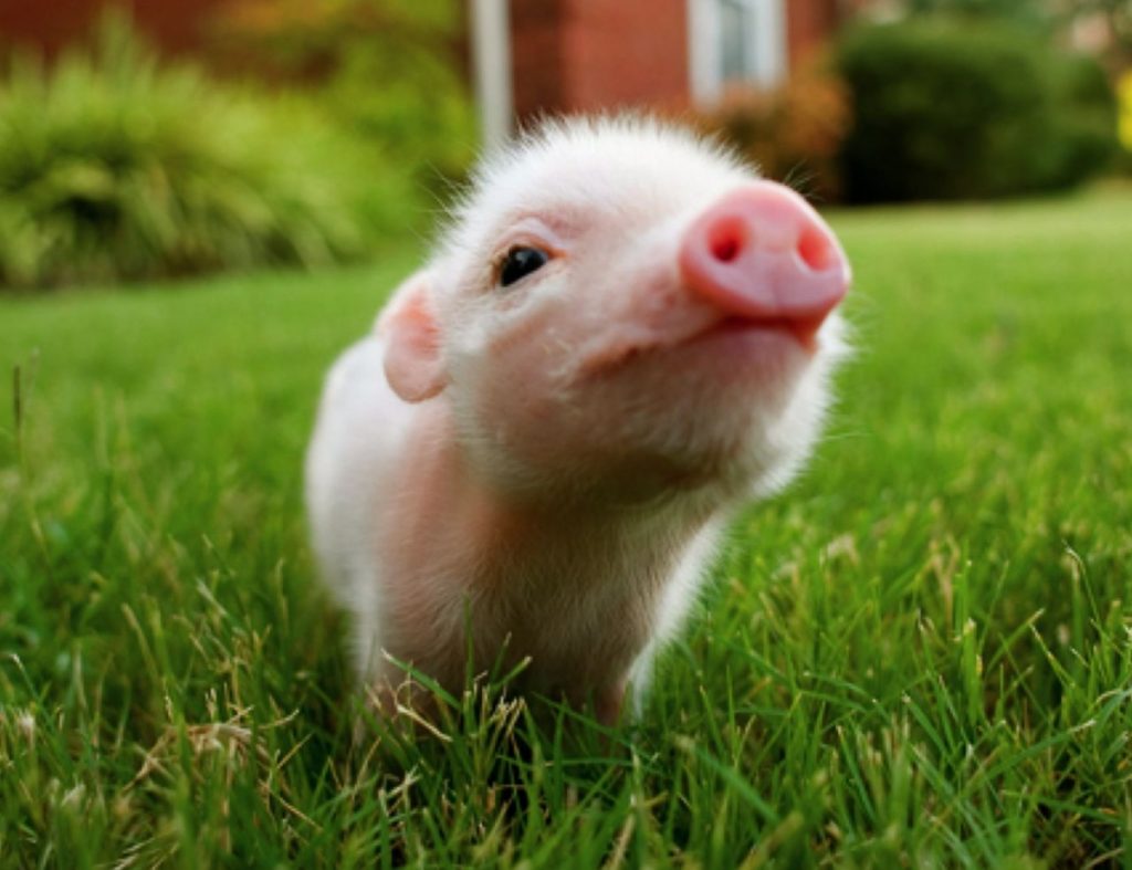 baby-pig