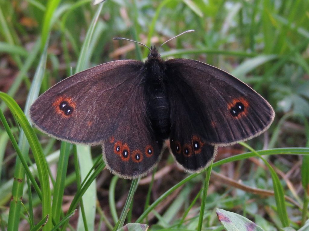 bright-eyed-butterfly