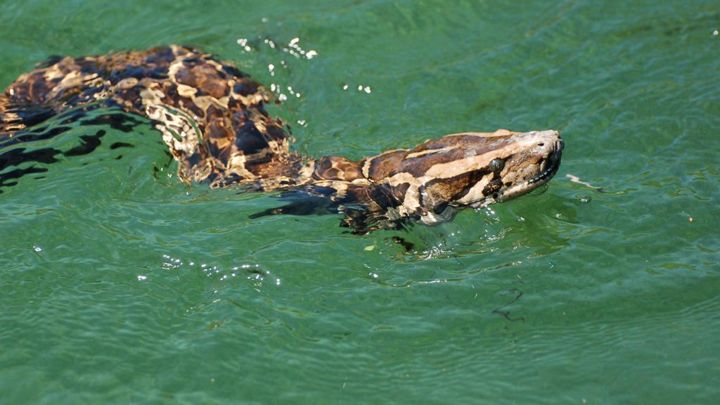 burmese-python-swimming