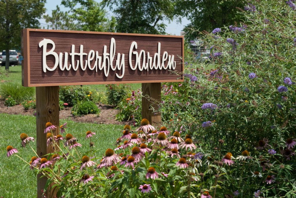 butterfly-garden