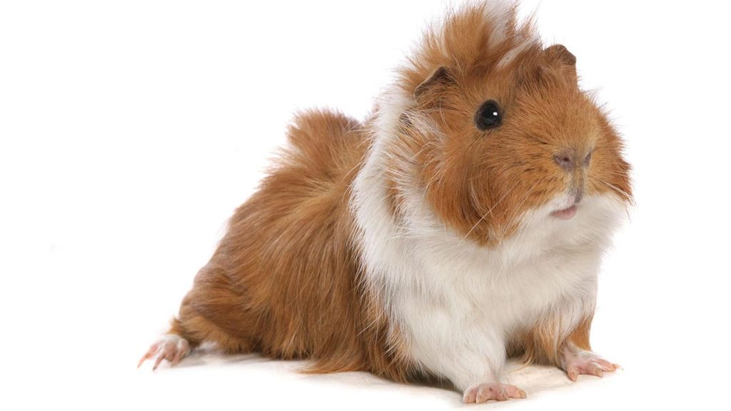 guinea-pig