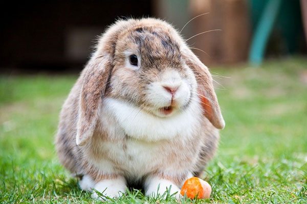 happy-rabbit