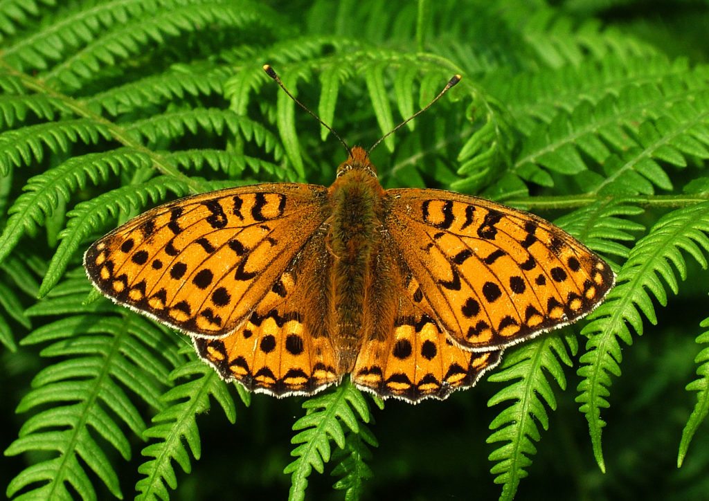 high-brown-fritillary