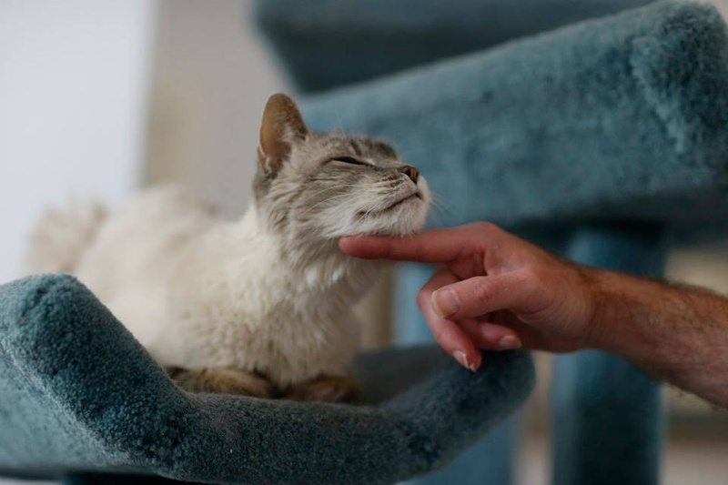 petting-cat-2