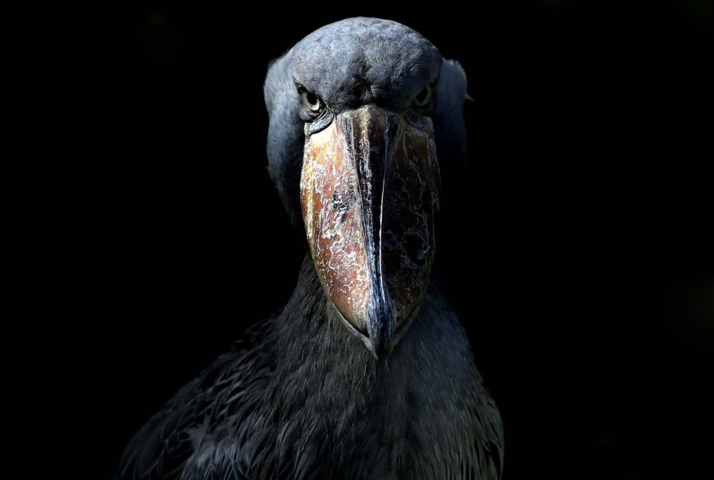 shoebill-prehistoric-bird