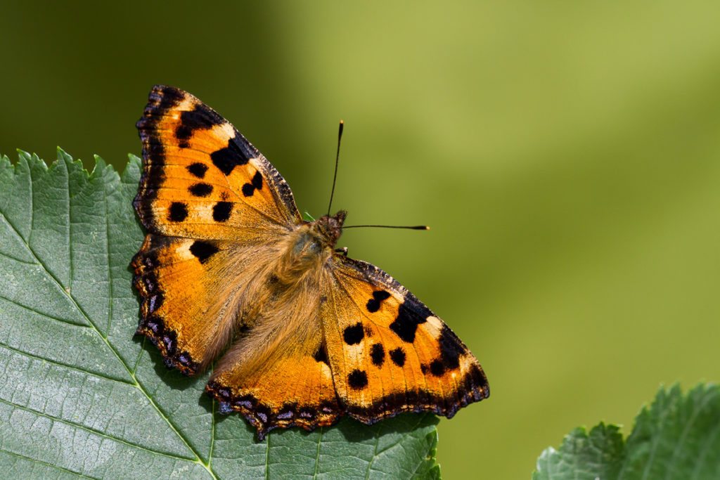 tortoiseshell-butterfly