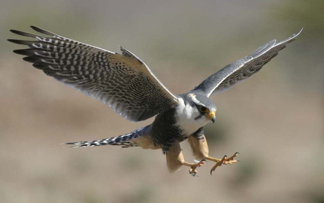 Peregrine-falcon