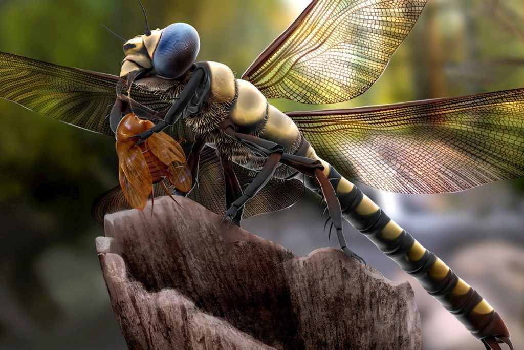 Dragonfly lunch