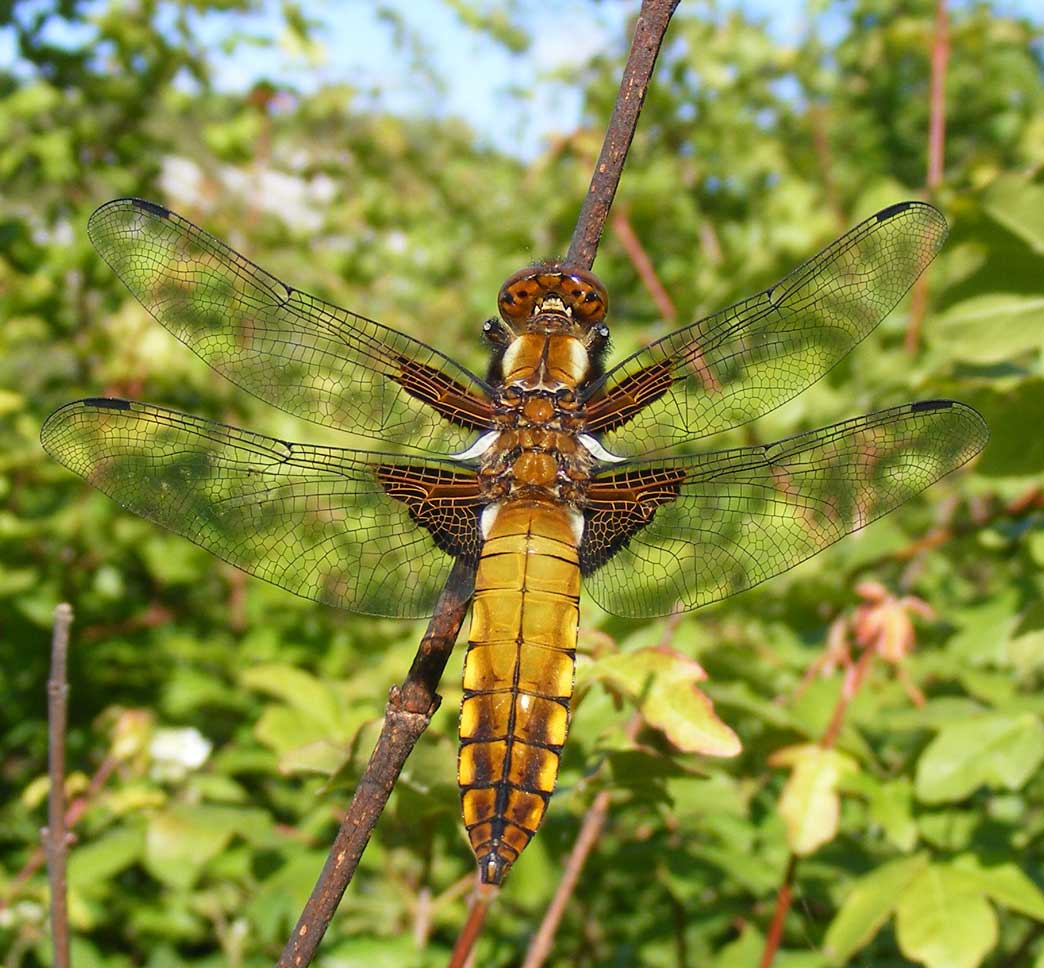 Dragonflies are considered a delicacy in parts of Asia, and can be eaten fried or grilled on a barbecue