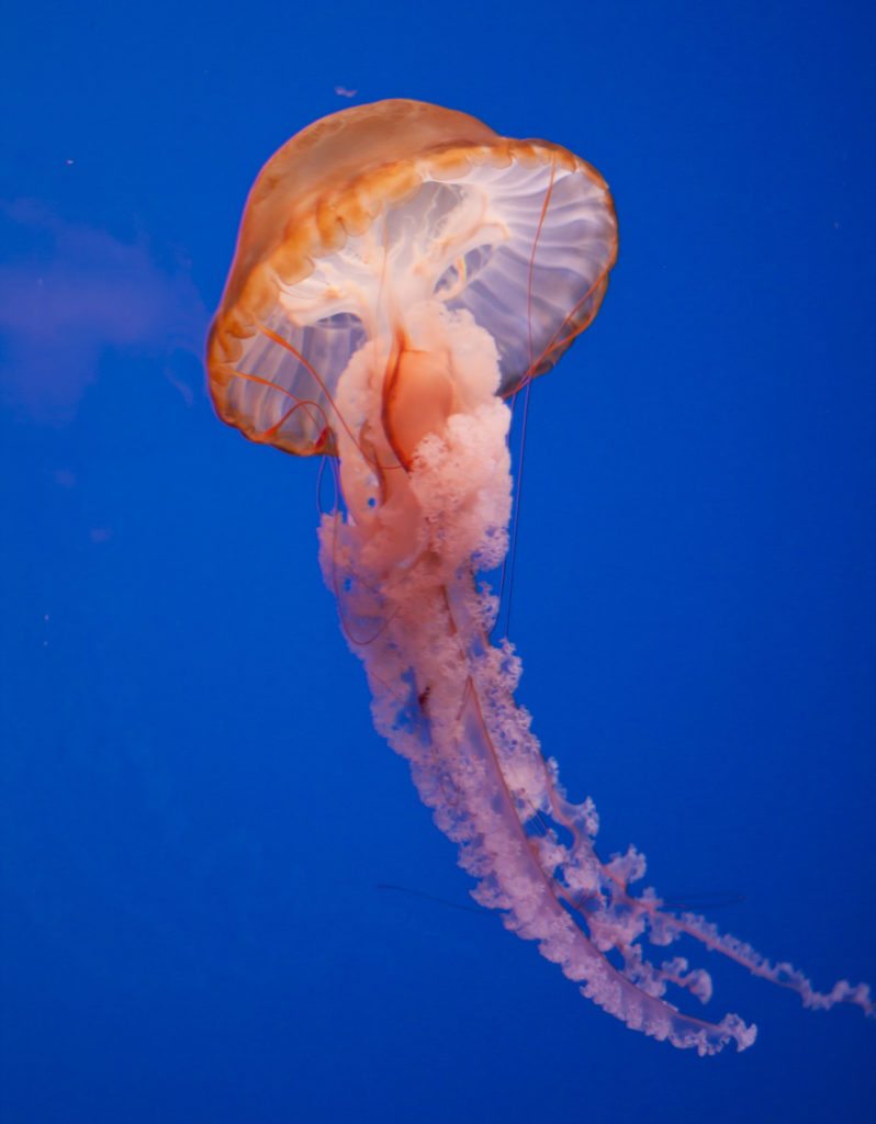 jellyfish