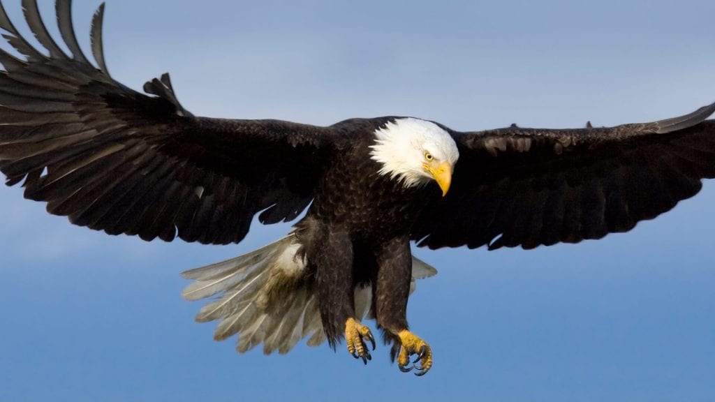 bald-eagle