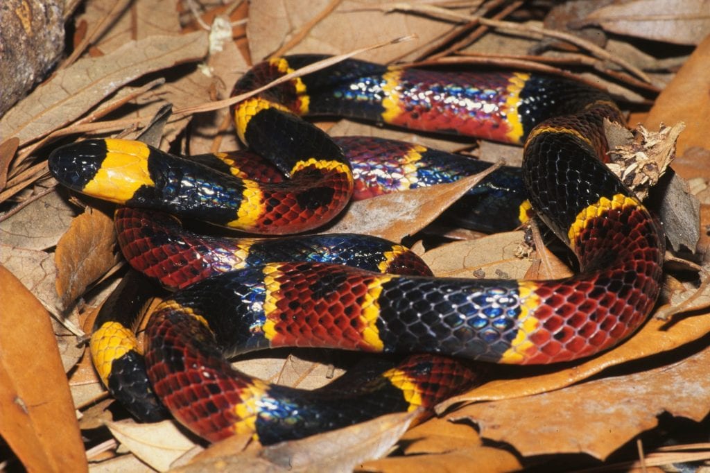 coral-snake