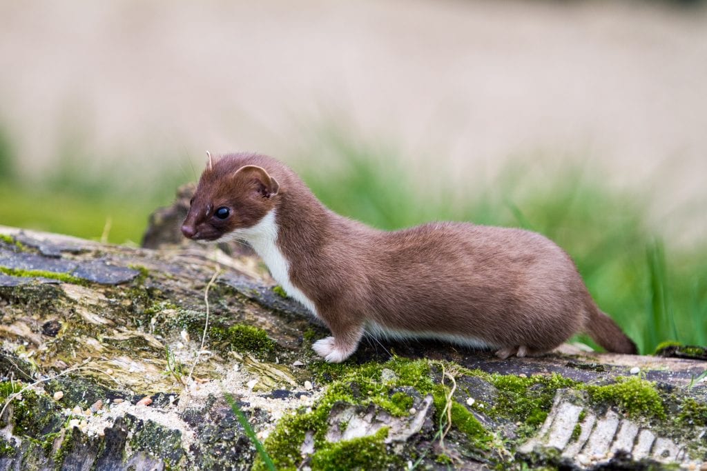 least-weasel